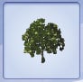 magnolia.tif