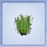 lavender.tif