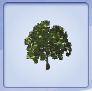 magnolia.tif