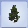 scotch_pine.tif