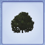 smalloak.tif