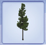 tall_fir.tif