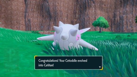 Evolving Cetoddle into Cetitan in Pokemon Scarlet and Violet