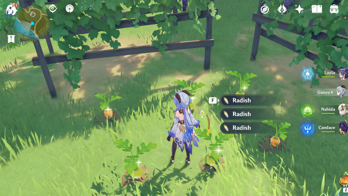 Where to Get Radishes in Genshin Impact Prima Games