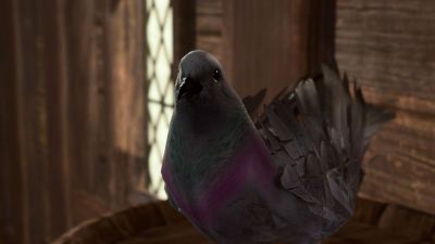 bg3 pigeon