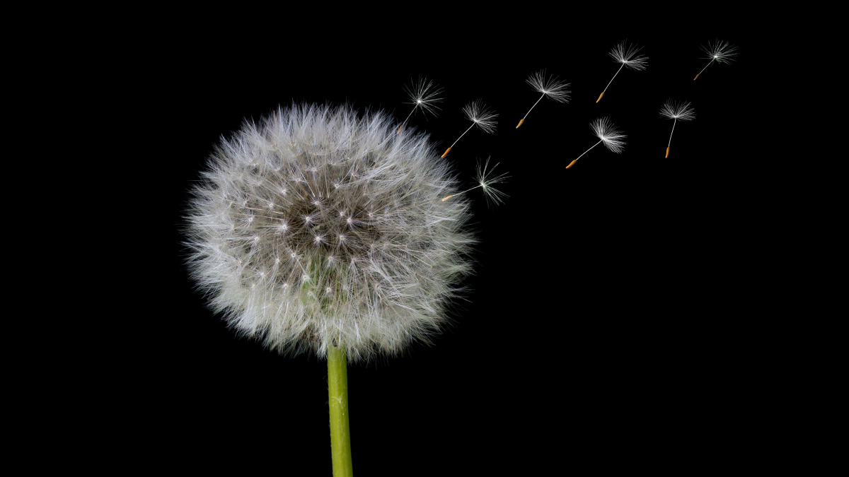 A photograph of a dandelion.