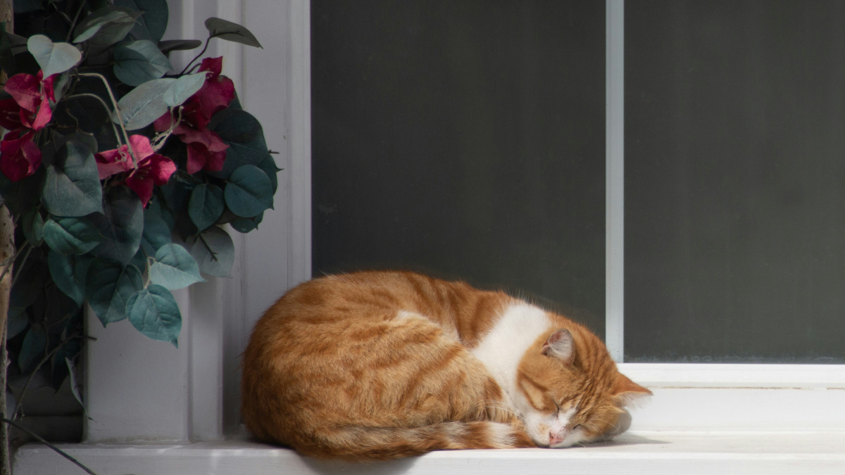 A photograph of a sleeping cat.