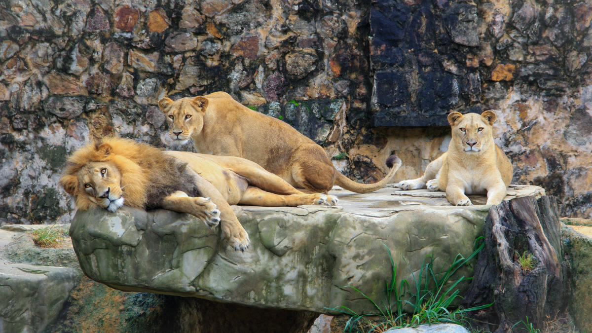 A photograph of three lions lying down.