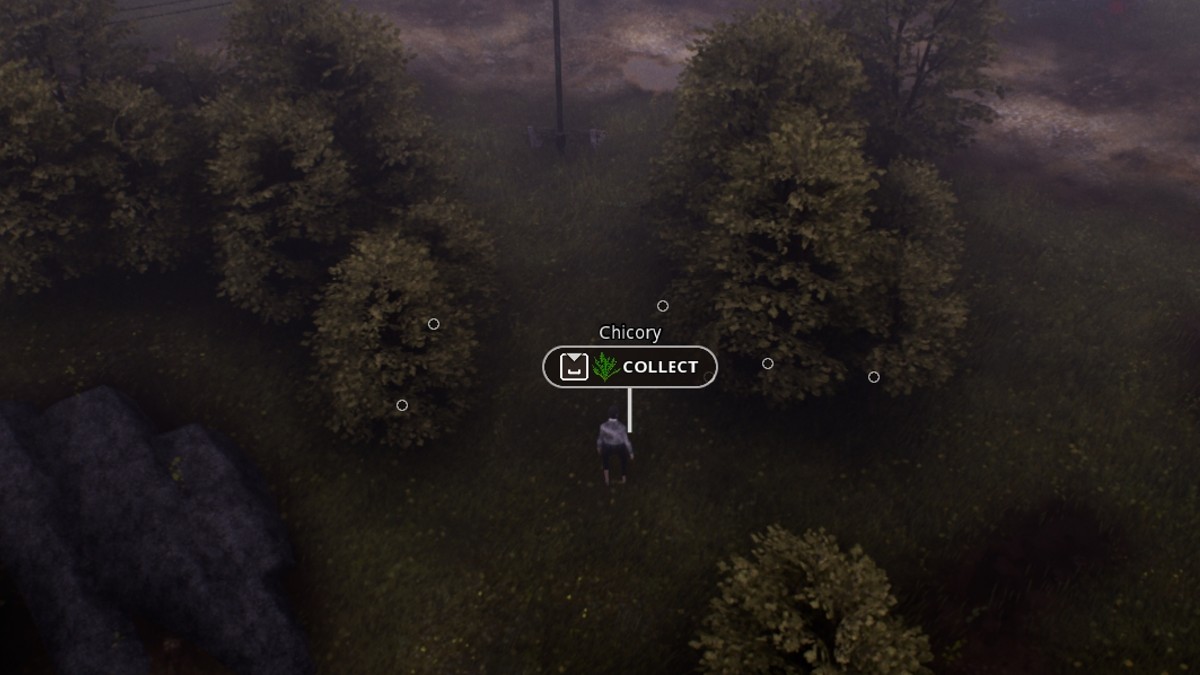 Chicory Drop in City 20