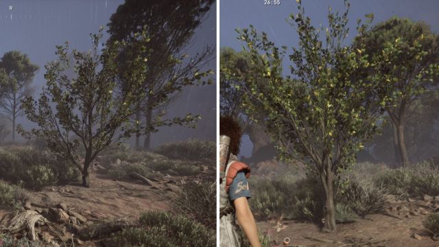 Apricot Tree ARC Raiders