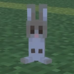 Baby Rabbit