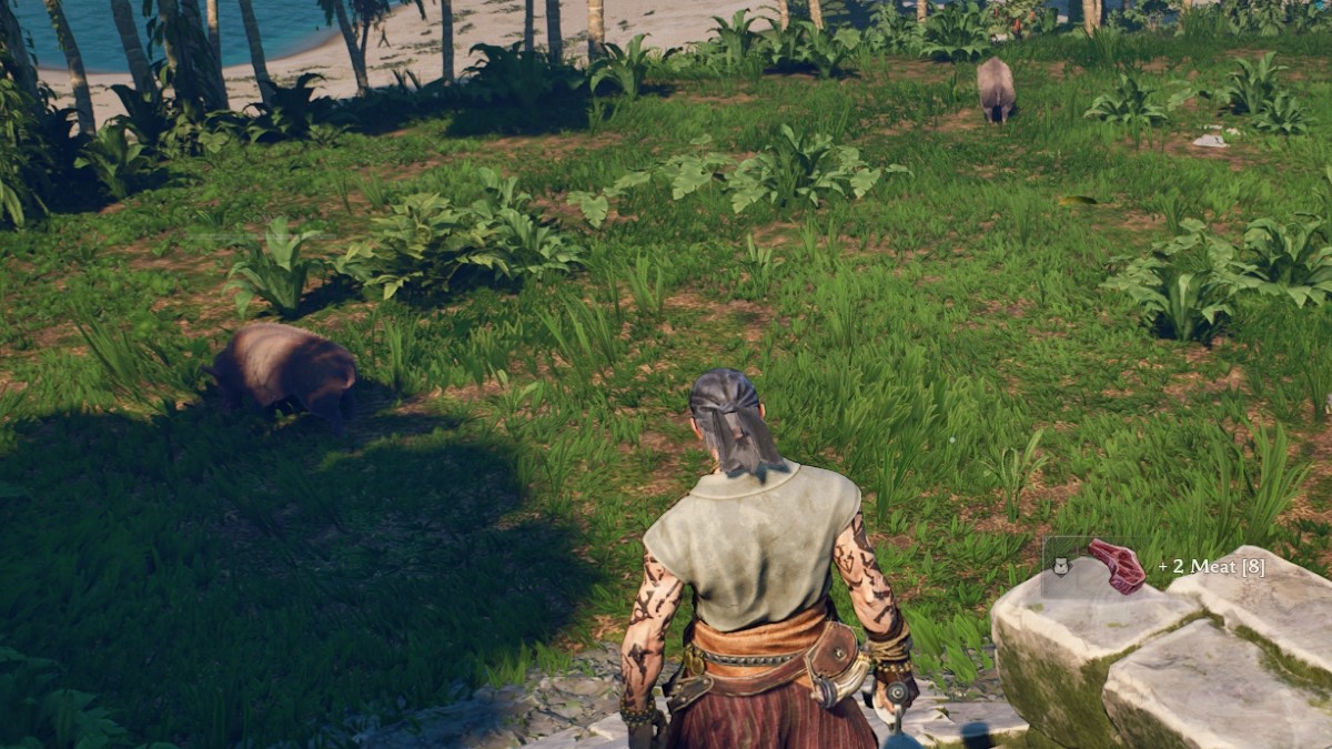 Farming Boars Windrose