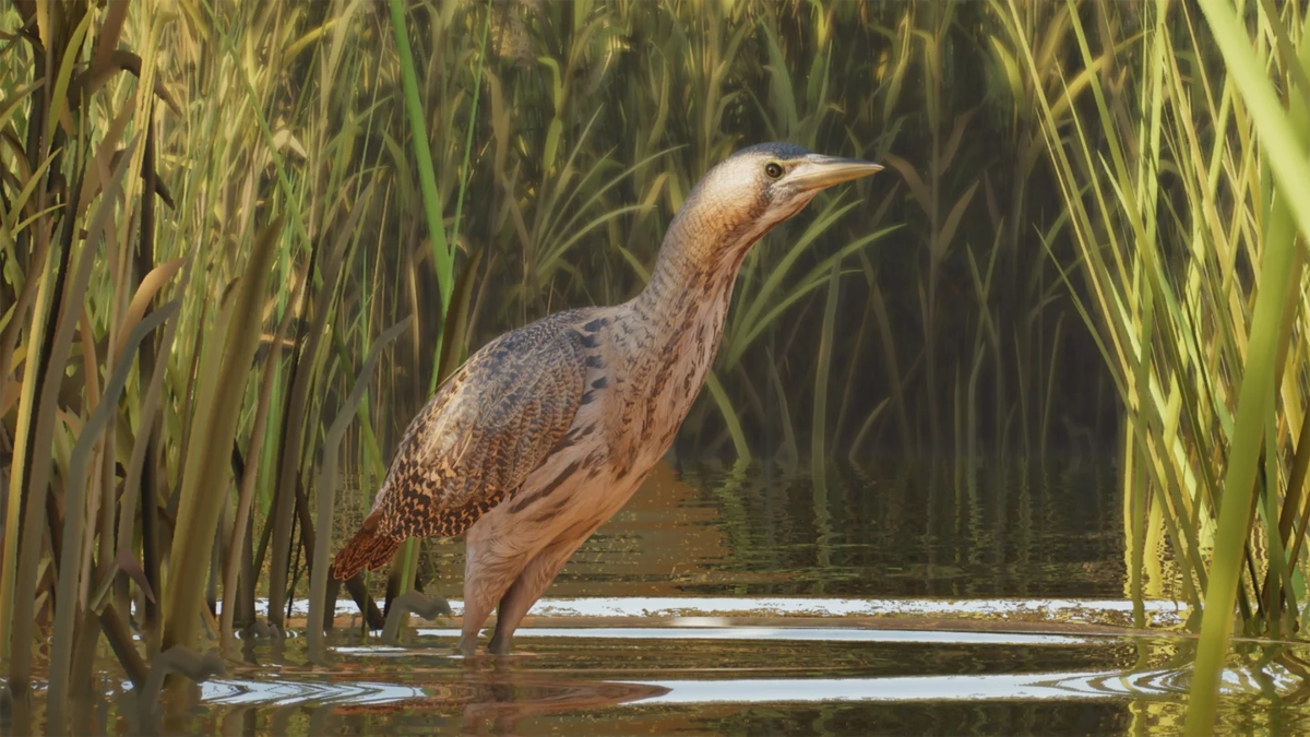 Eurasian Bittern in Planet Zoo 2