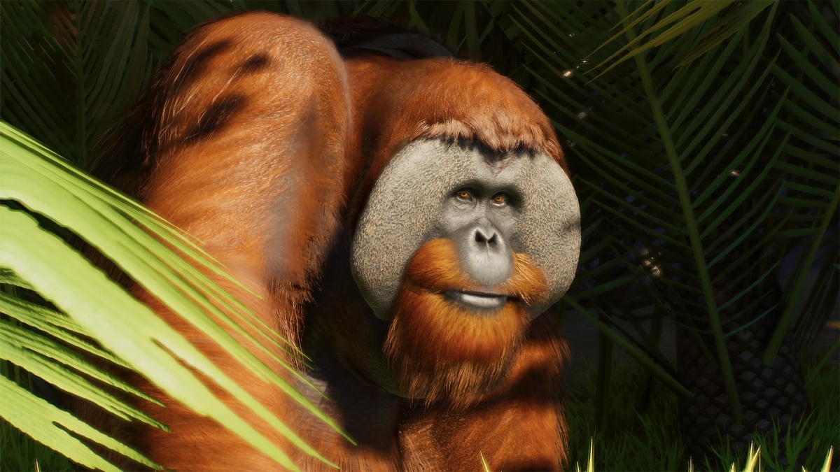 An orangutan in Planet Zoo 2