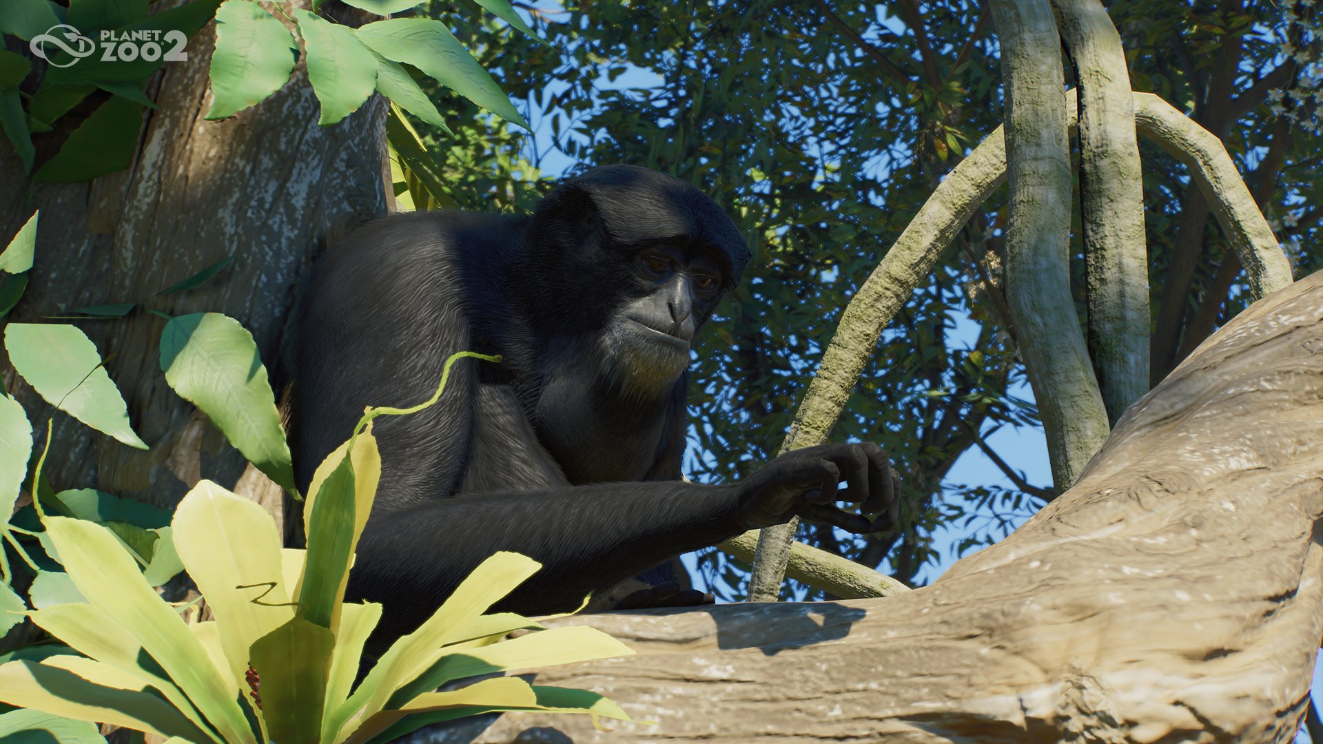 A Siamang in Planet Zoo 2