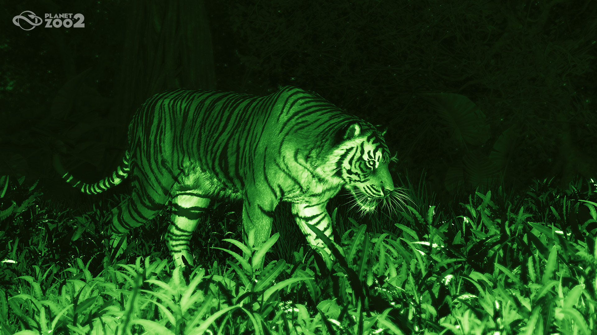 A tiger in Planet Zoo 2