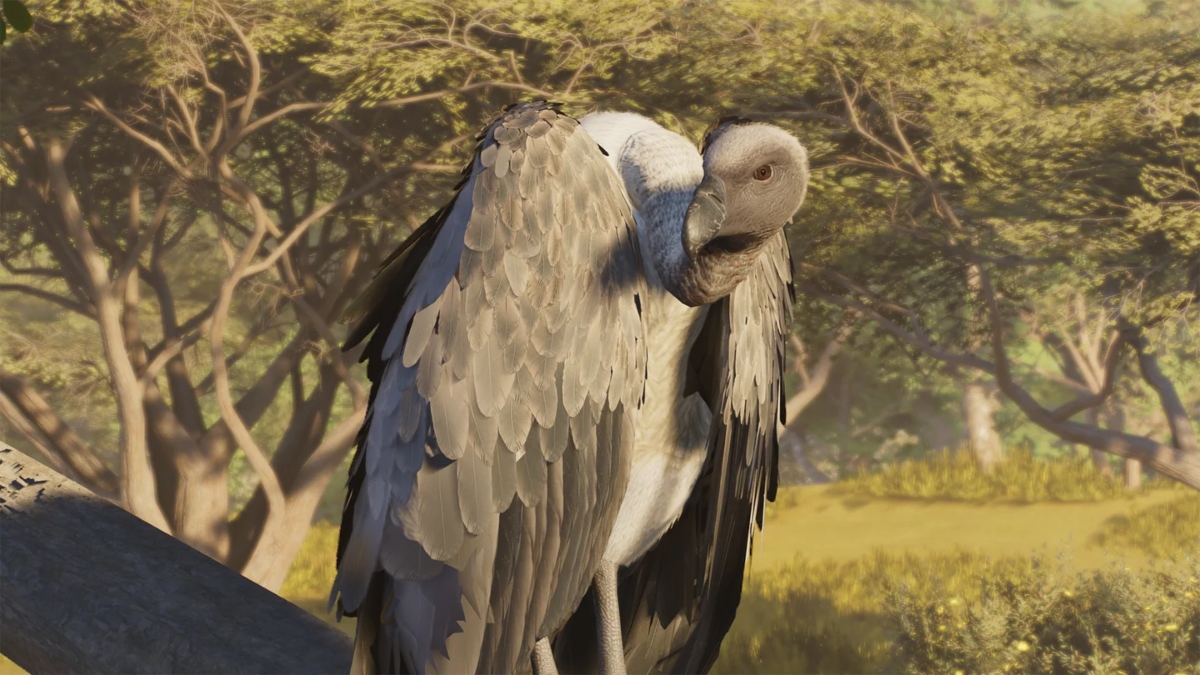 A vulture in Planet Zoo 2