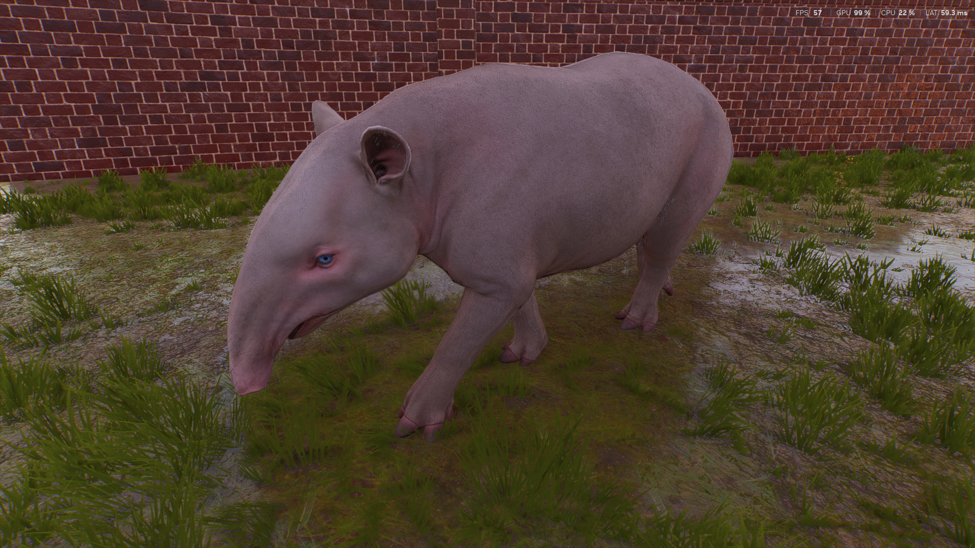 An Albino Malayan Tapir in Planet Zoo 2
