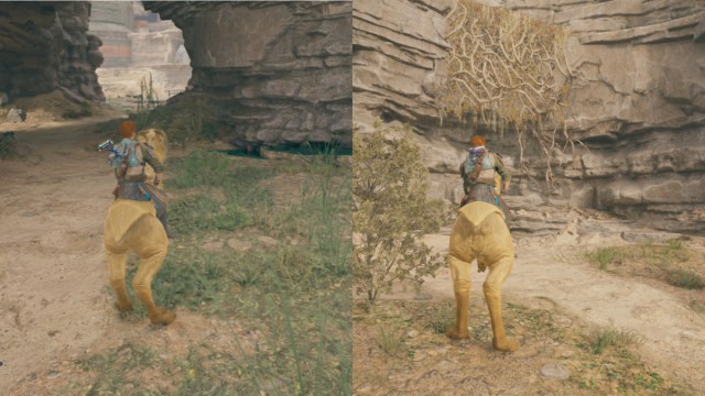 Cal On A Mount And Facing Vines